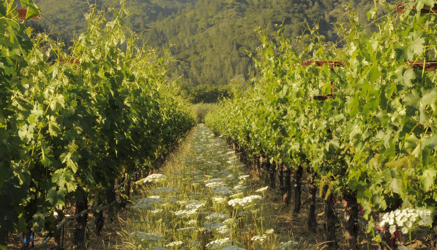 Eisele vineyard