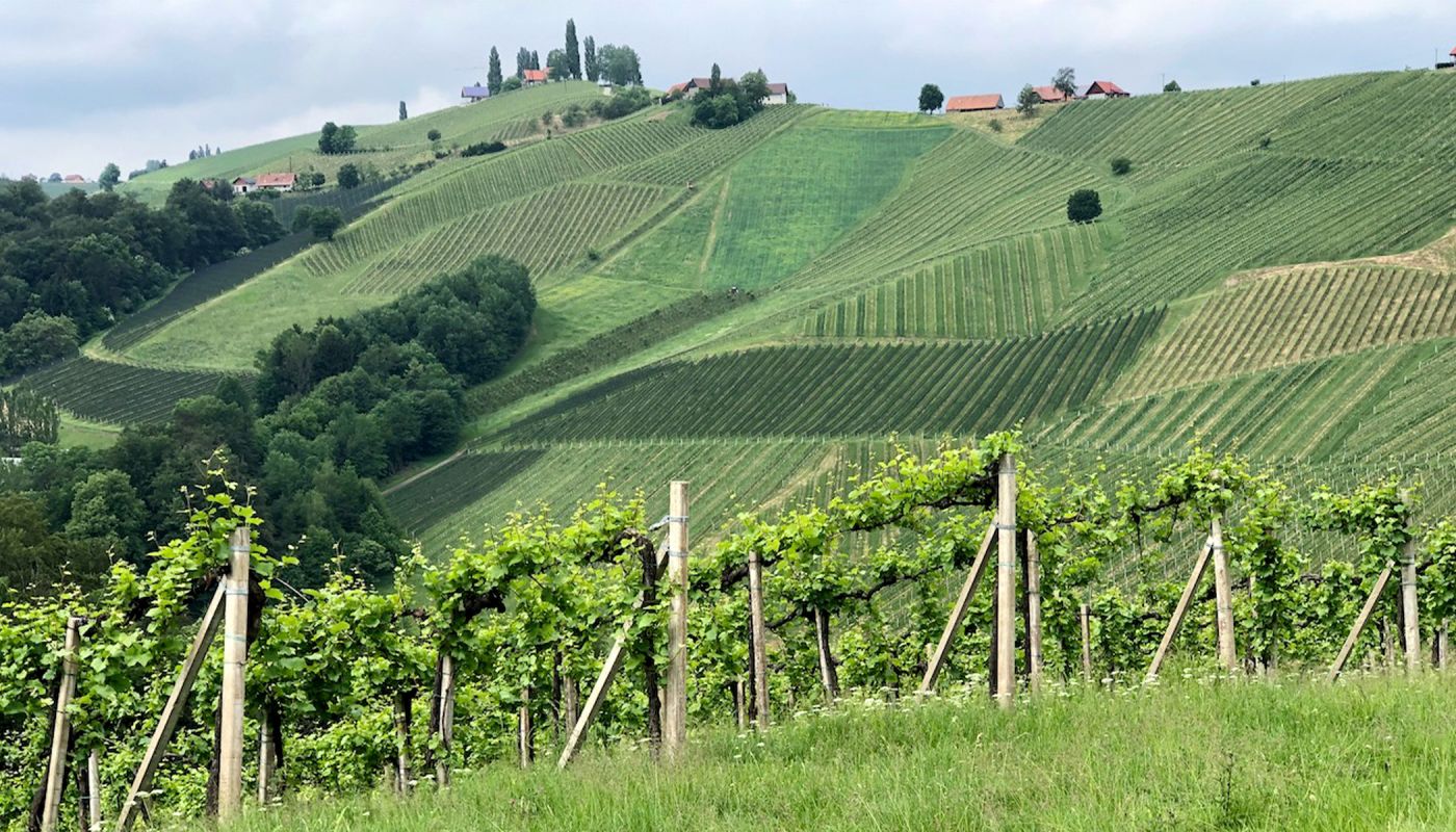 The steep, high Gamlitz vineyard in Styria produces some of Austin's best Sauvignon Blanc.