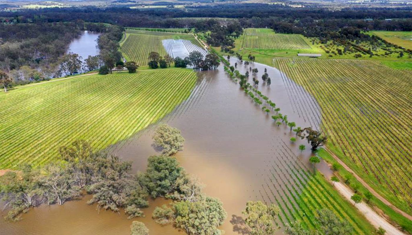 The Goulburn River spilled over its banks, flooding the vineyards at Tahbilk.