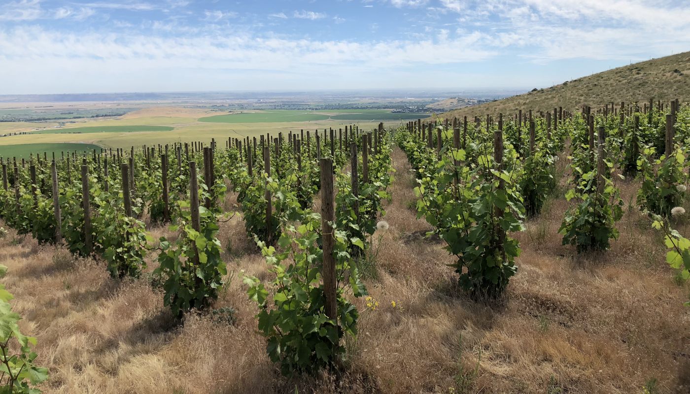 WeatherEye vines planted en echalas, a single vine is trained vertically up a single stake