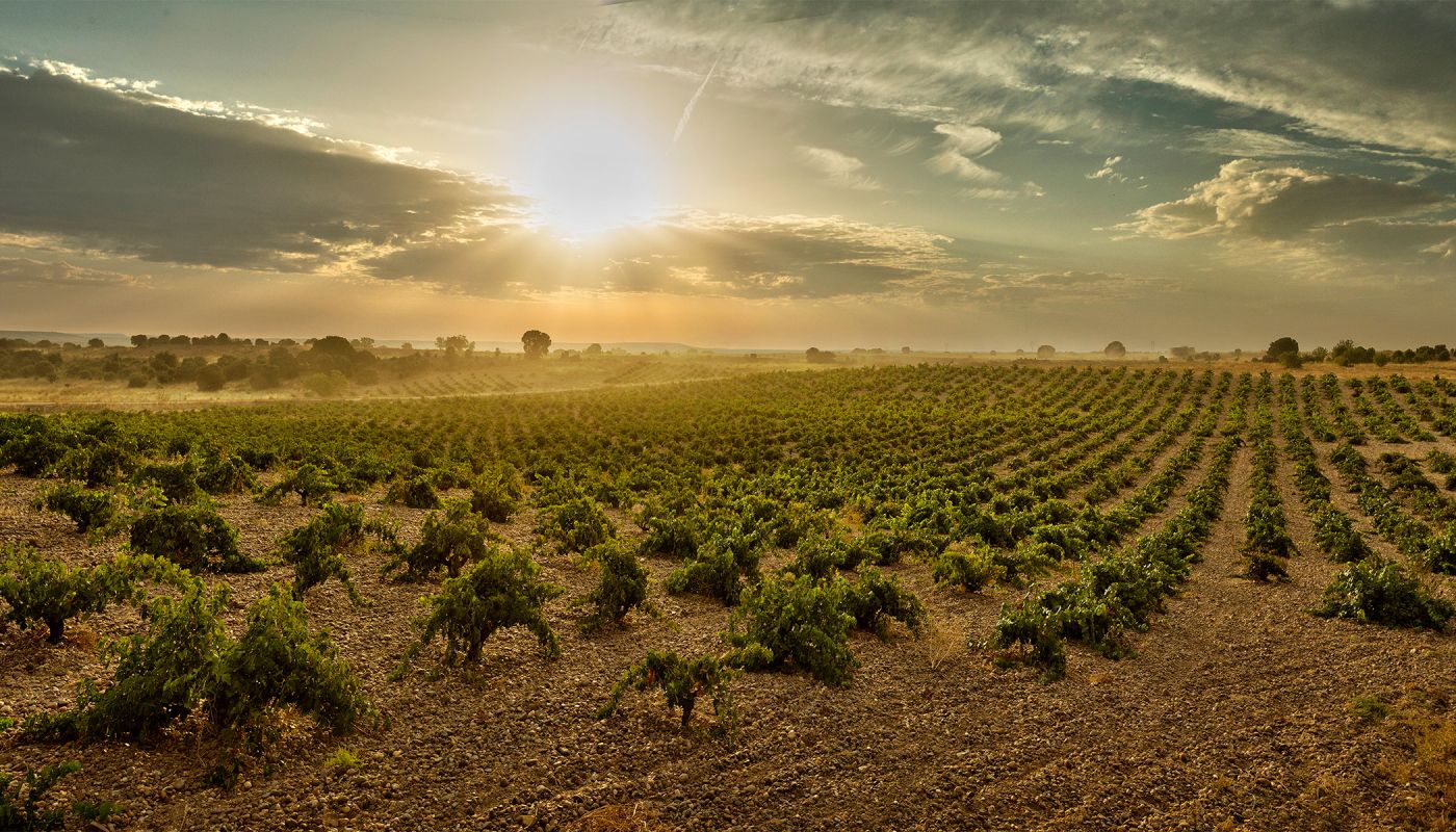 The sun sets over Numanthia's old-vine vineyards in Toro, Spain.