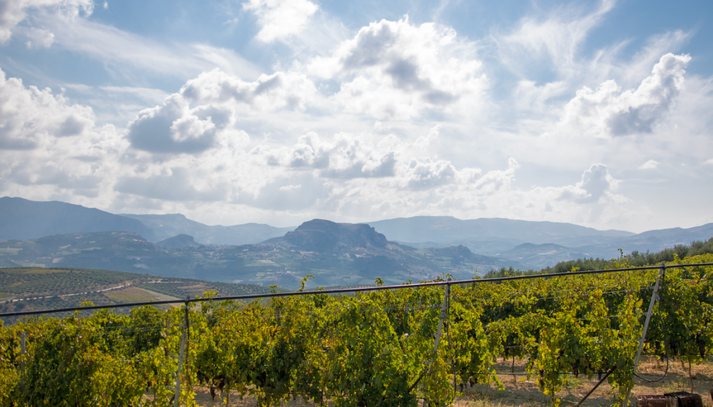 Douloufakis Liatiko vines