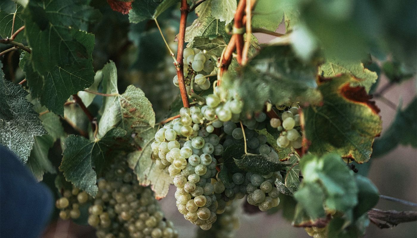Heytesbury Chardonay bunches hanging on the vine
