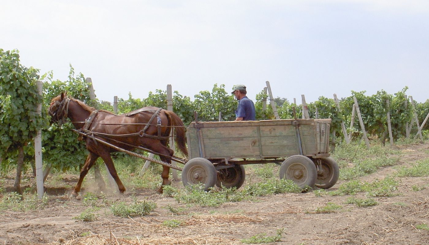 Moldova horse and cart