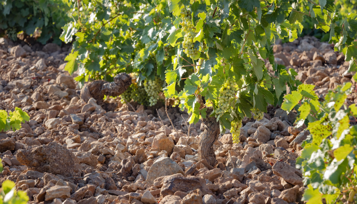 Savatiano vine
