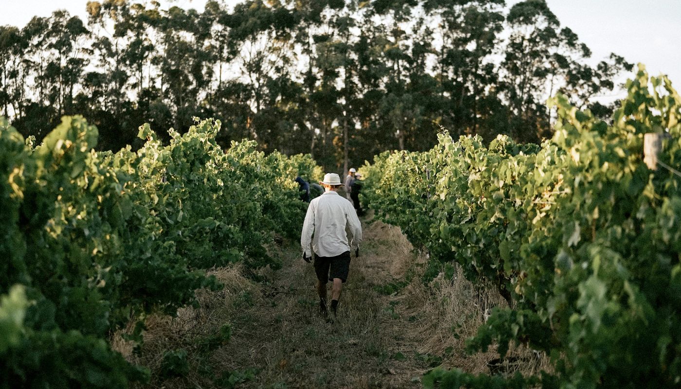 Person walking through vineyard at harvest time.