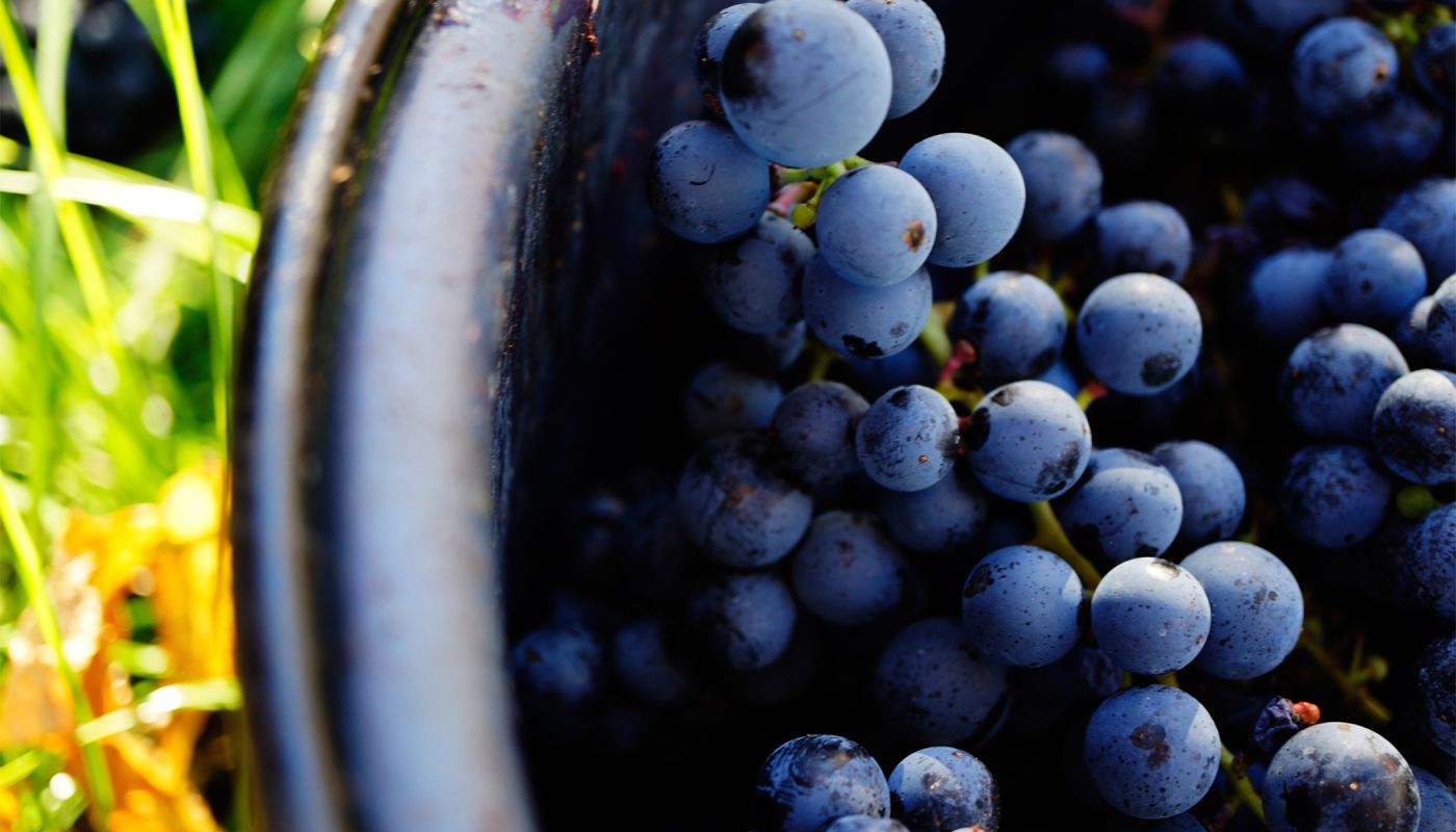 A bunch of ripe Blaufränkisch, photographed by Steve Haider