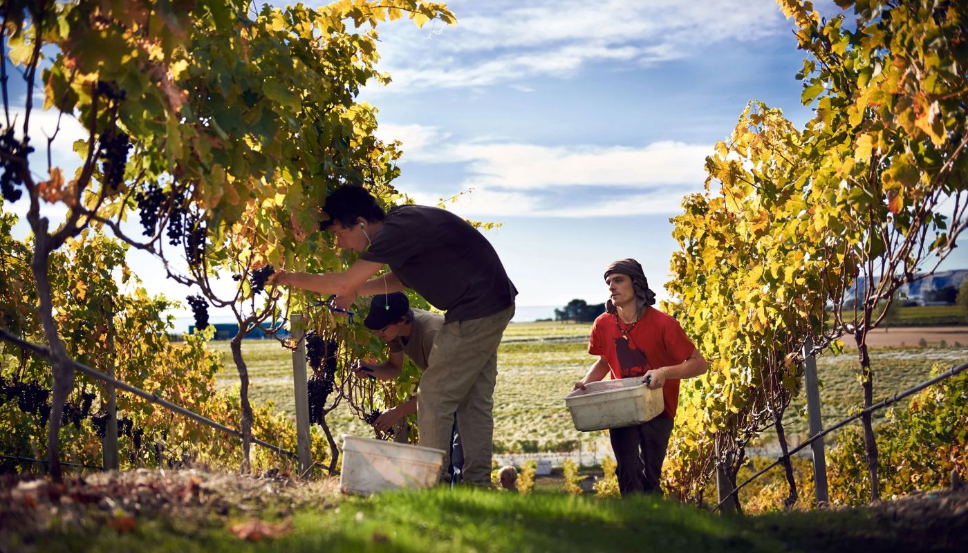 picking red grapes at Elephant Hill in Hawke's Bay, New Zealand