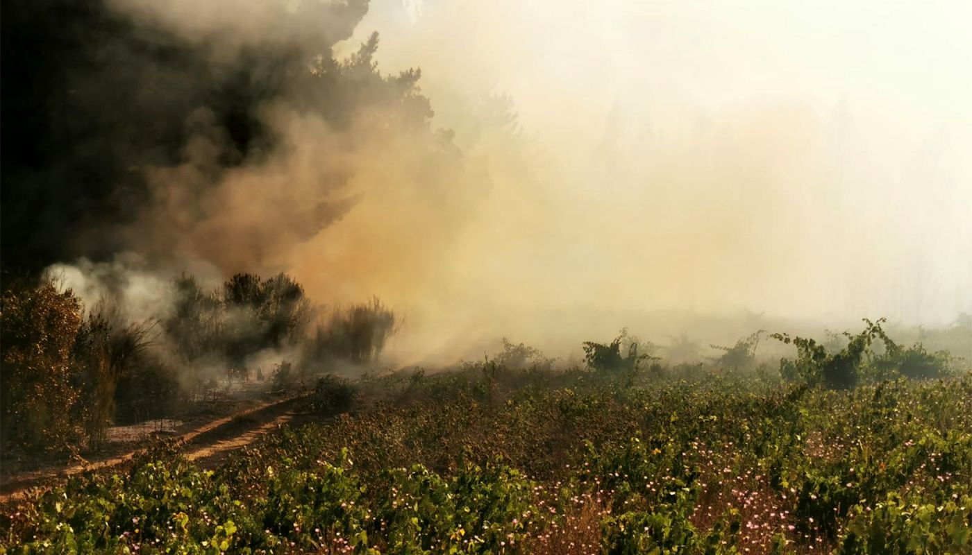 Wildfire smoke obscures the vineyards in Itata, Chile