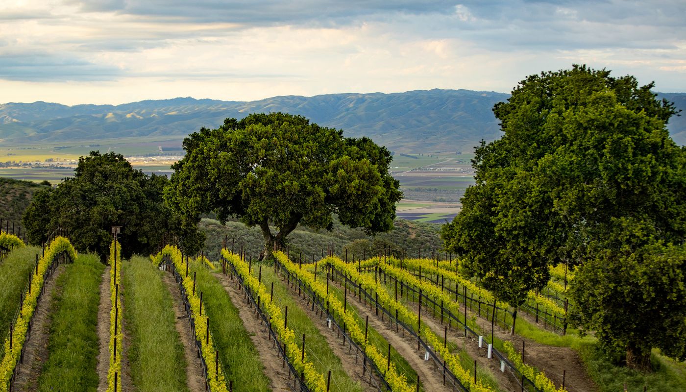Photo of Santa Lucia vineyards over rolling hills, by Wildly Simple Productions, Courtesy of the Santa Lucia Highlands Wine Artisans.