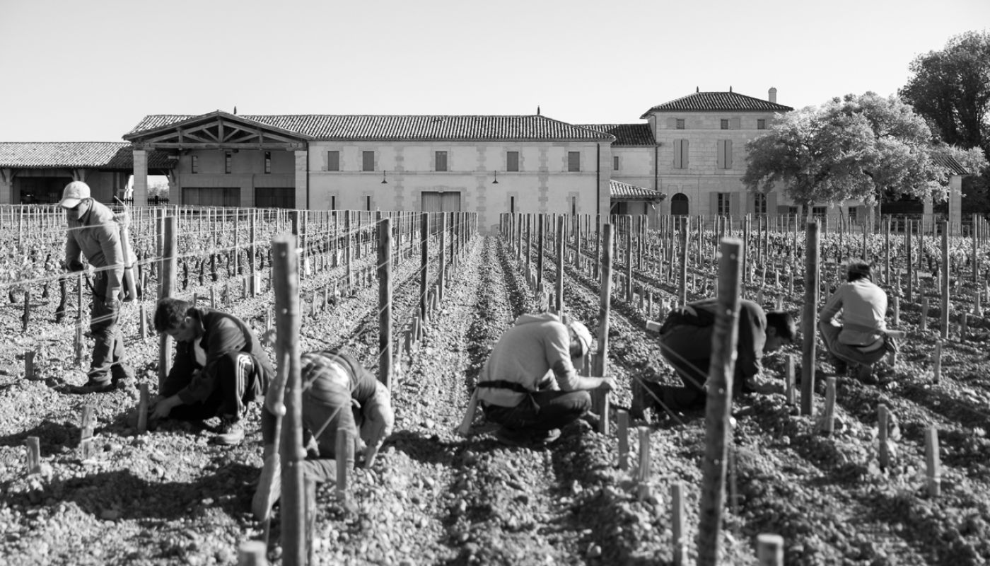 The team at Lafleur debudding the vines in spring