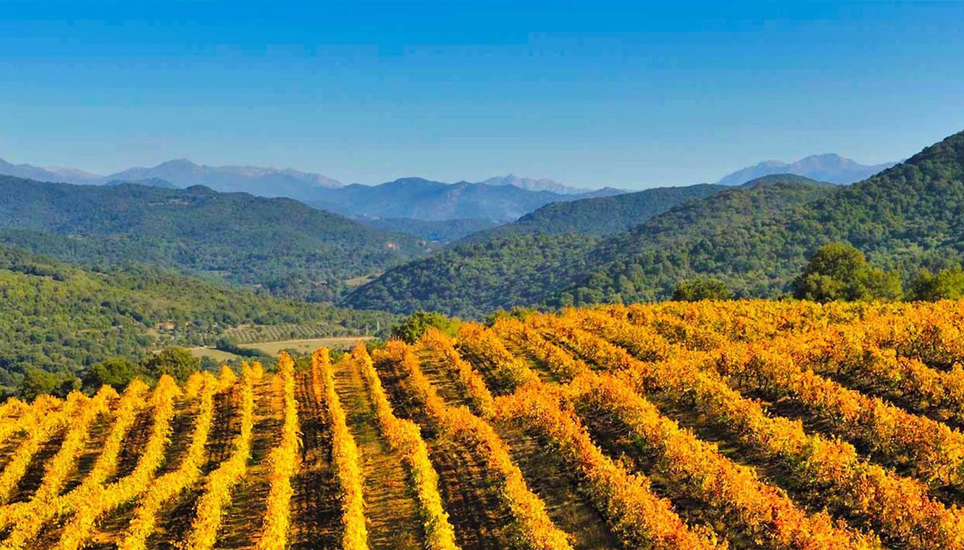 Abbatucci vinescape
