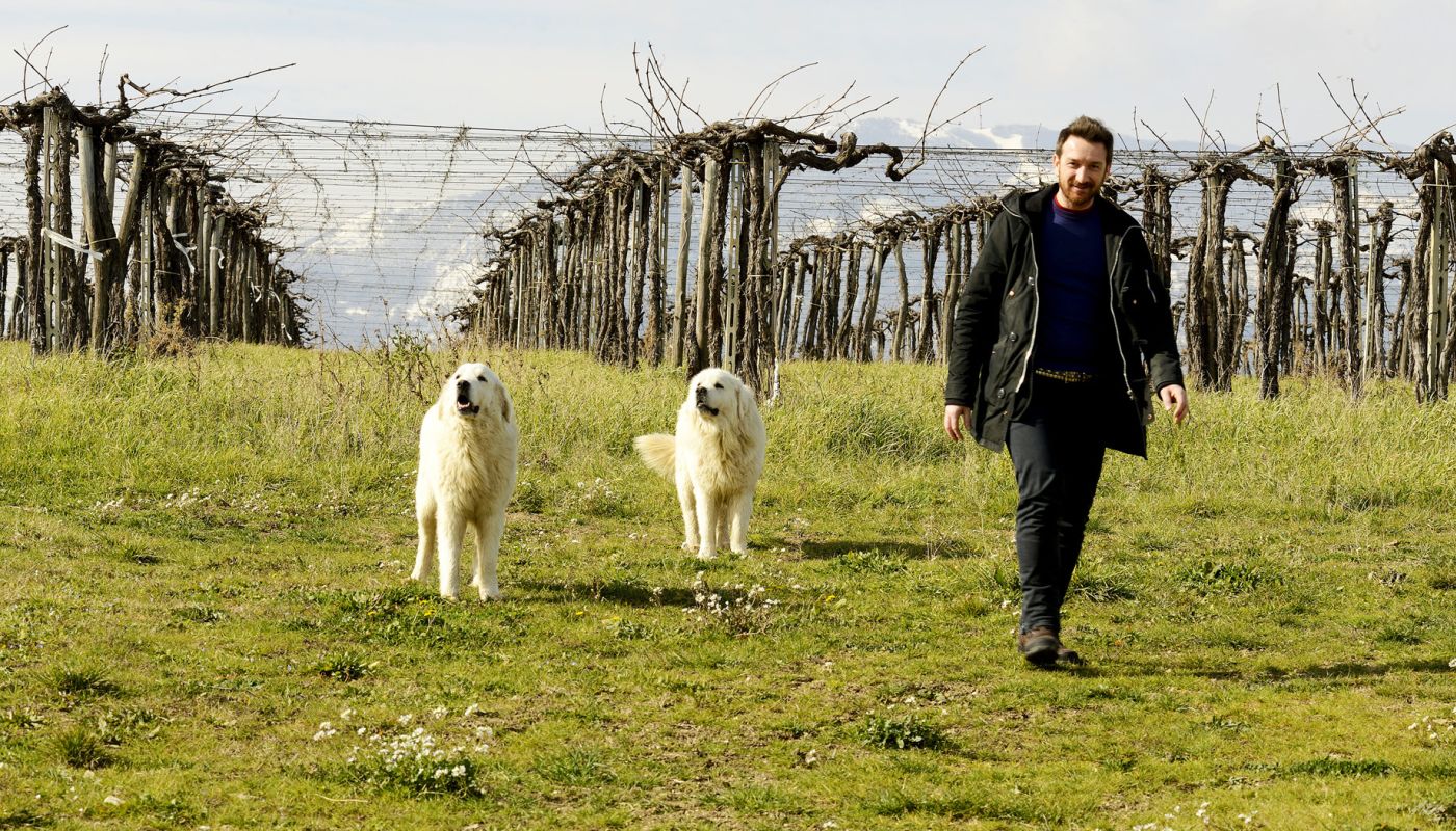 Antonio Tiberio, Tione, Onna and Trebbiano Abruzzese pergola-trained vines