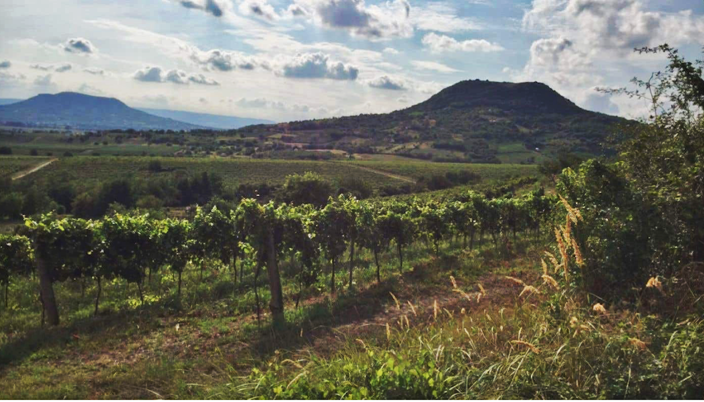 Balaton source of Moric white blend