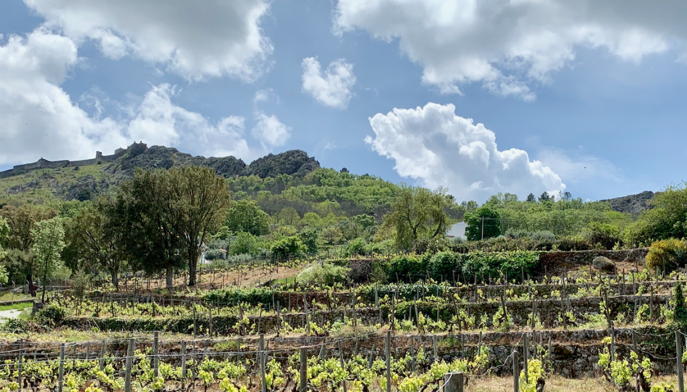 Esteban's Vinha Marvão