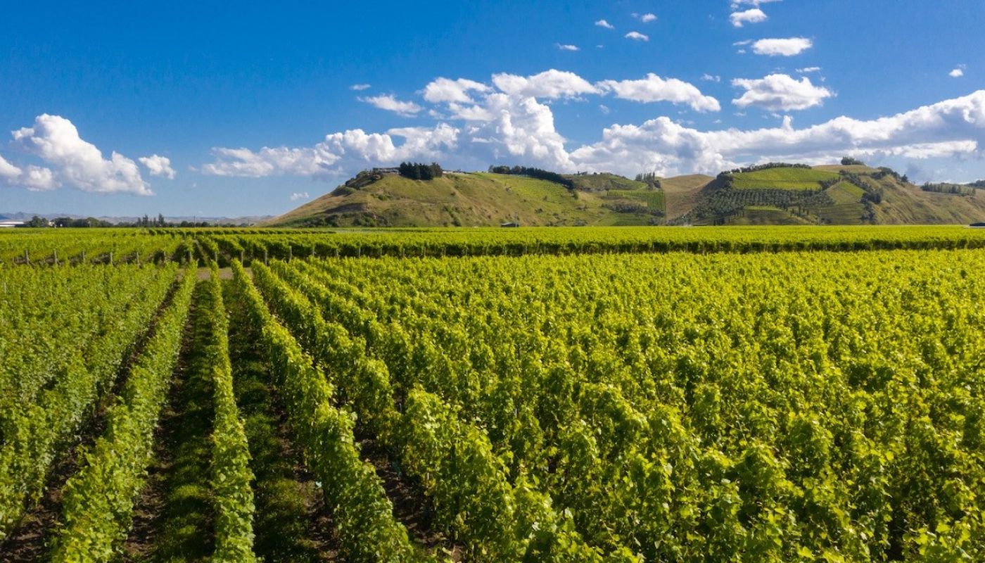 Omahu vineyard in Gimblett Gravels Jan 2023