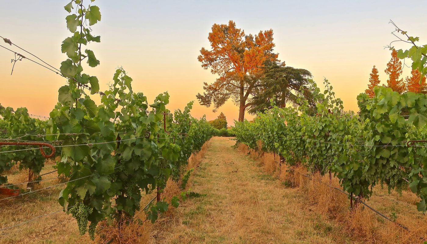 Mokelumne Glen vineyard