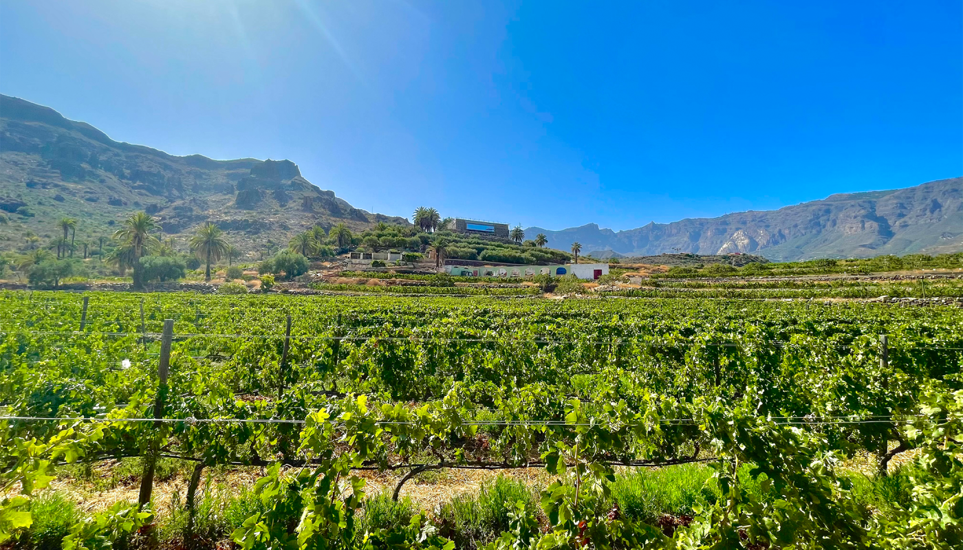Tameran winery on a sunny day in the Canary Islands