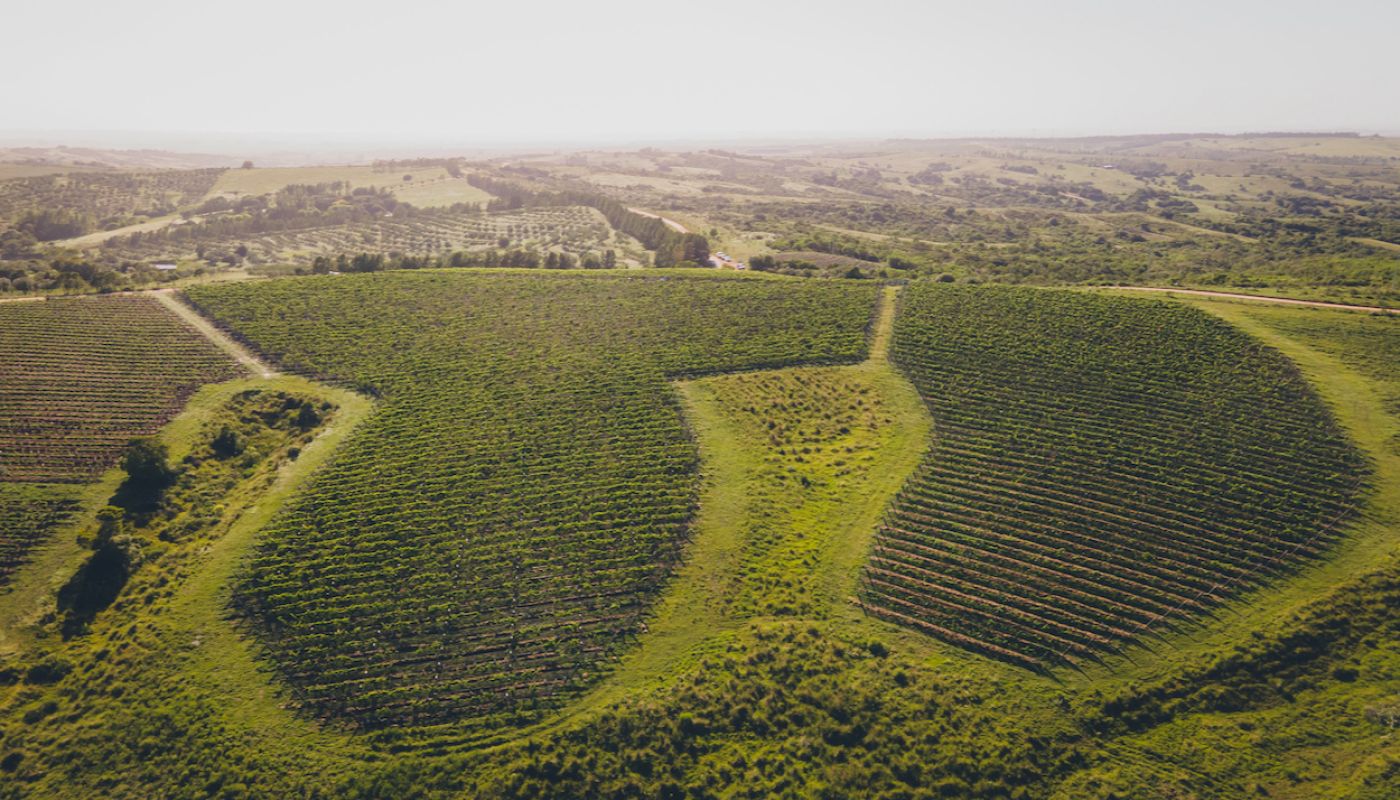 CUVM vines Maldonado