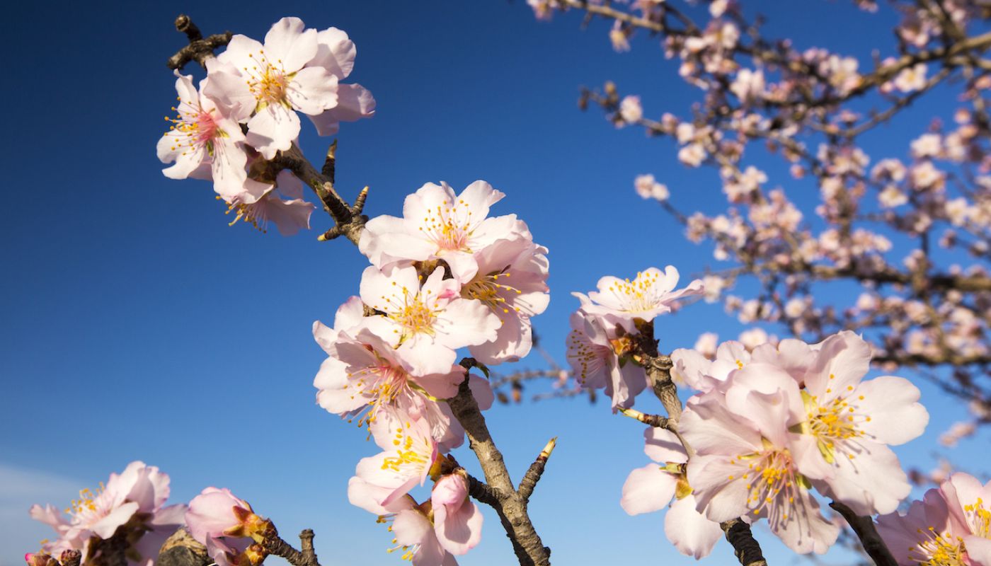 gettyimages-651572840-almond-blossom