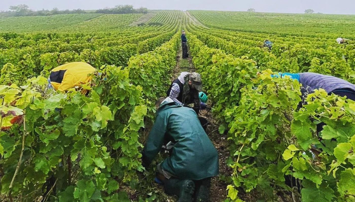 People picking grapes in a vineyard in Sancerre