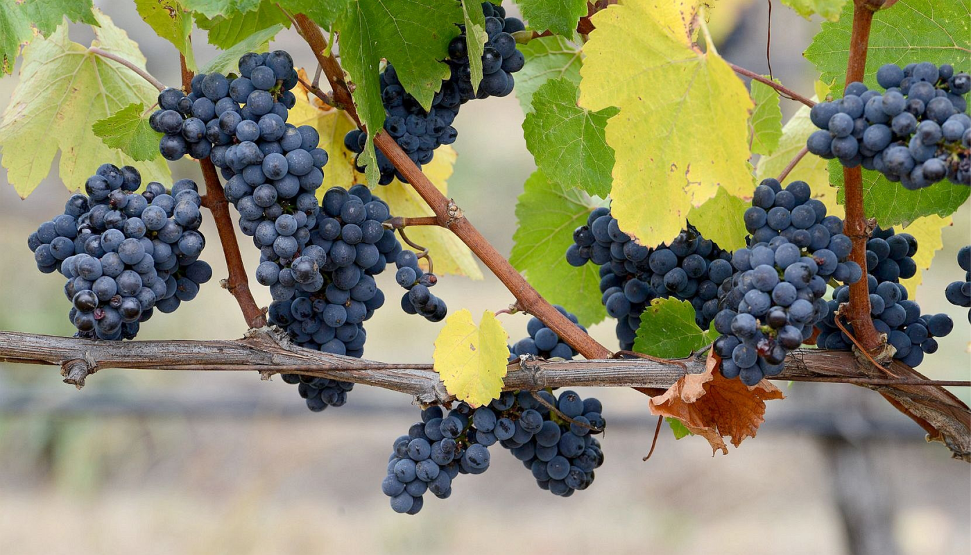 ripe pinot noir on the vine in Macedon Ranges, Victoria, Australia 