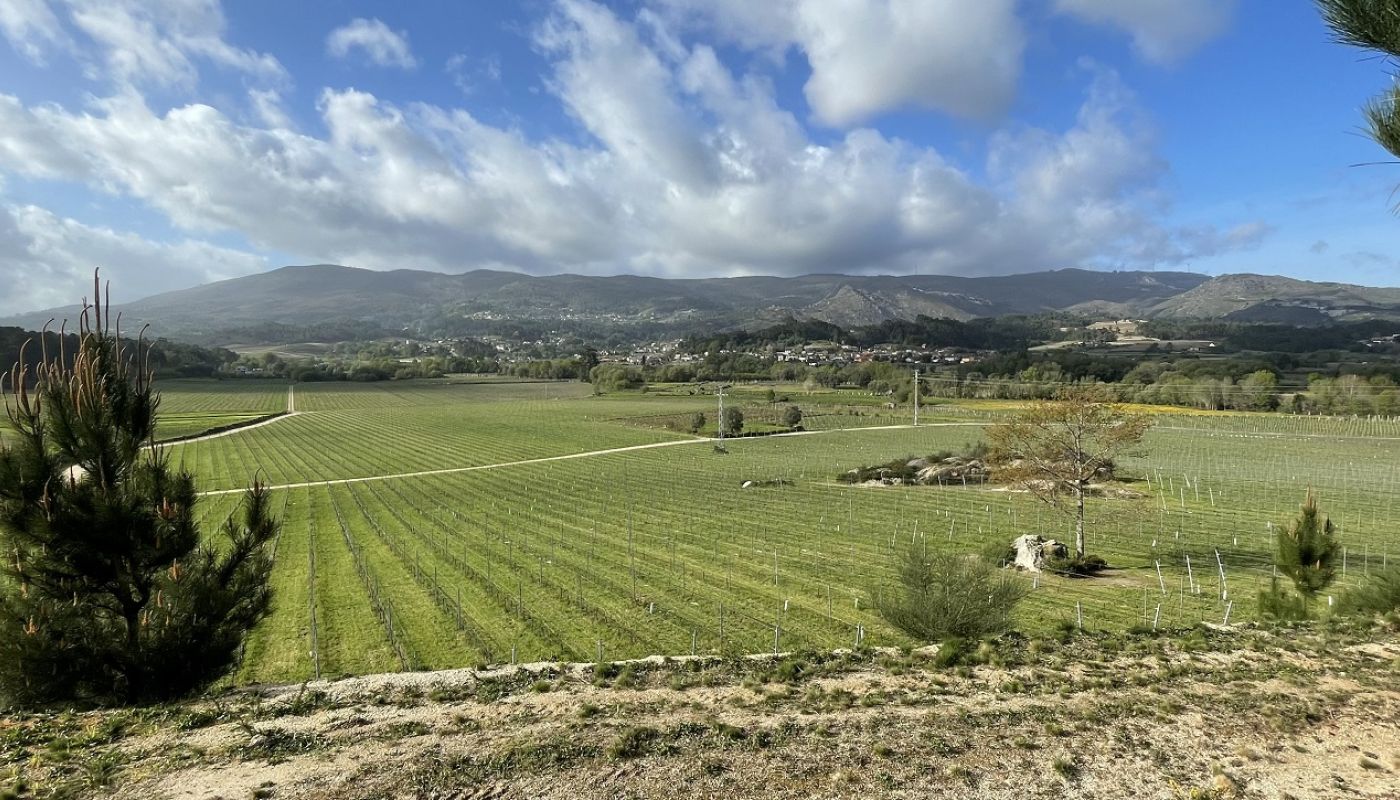 Vineyards in Monção