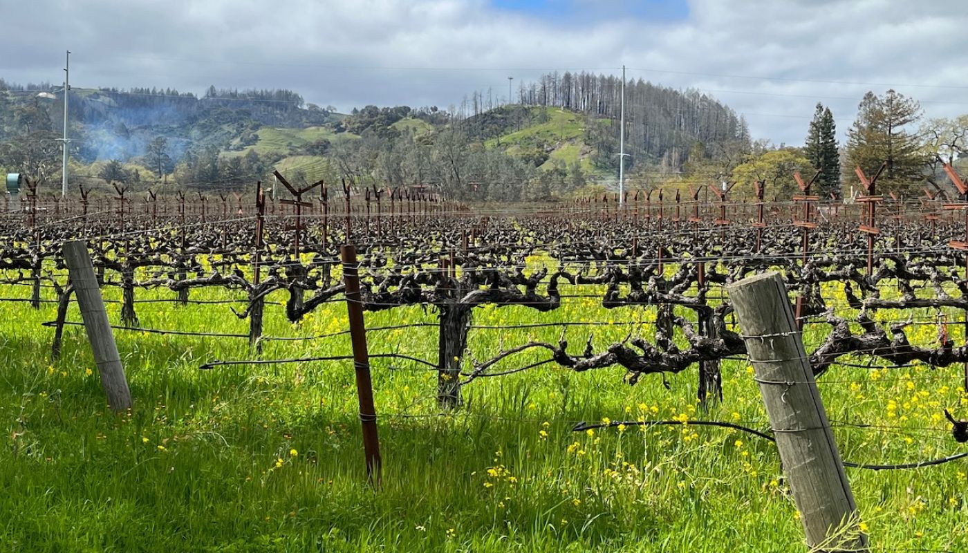 Fire damage behind St Helena spring 2023 vineyard