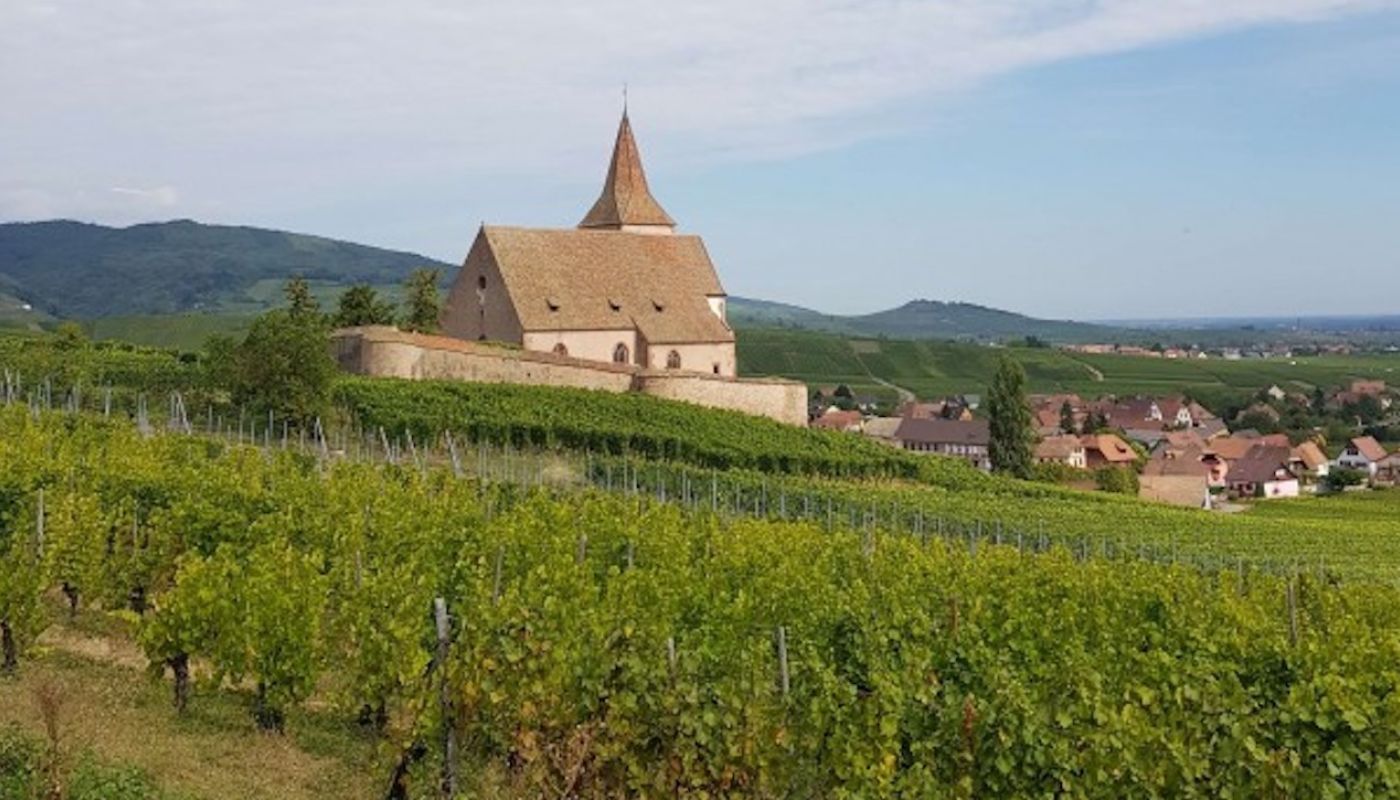 Rosacker vineyard above Hunawihr
