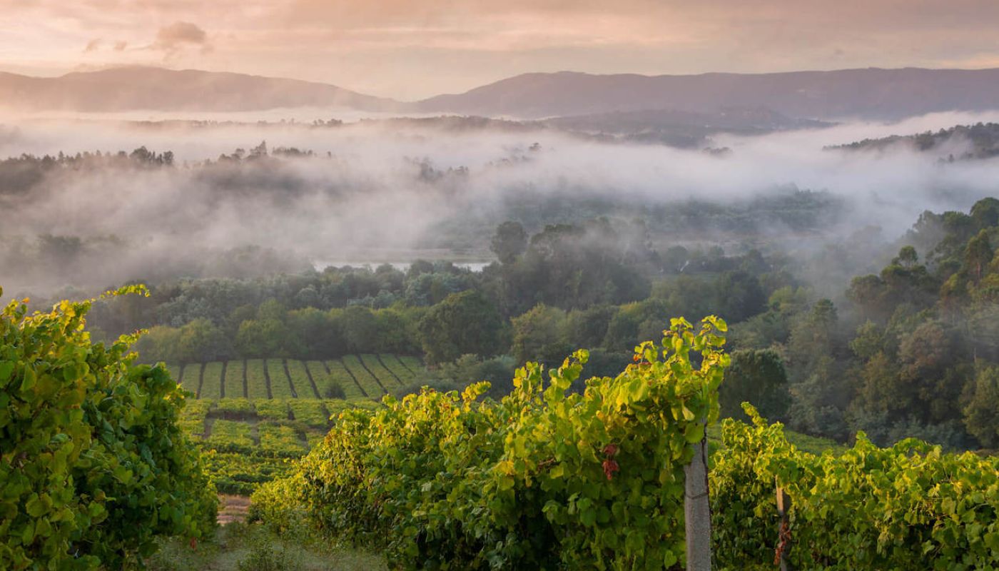 xurxo-lobato-crdo-rias-baixas-243