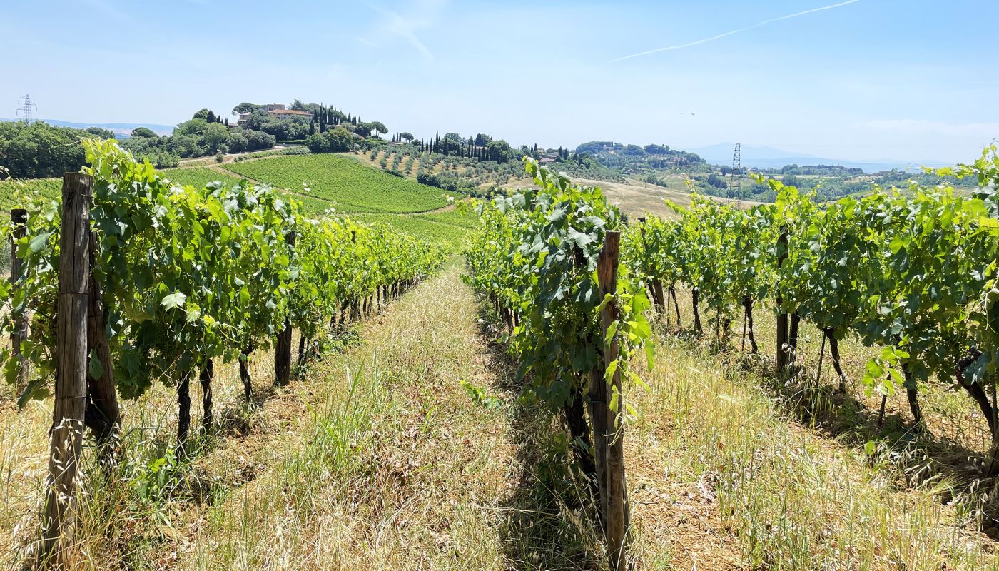 Torre alle Tolfe vineyard