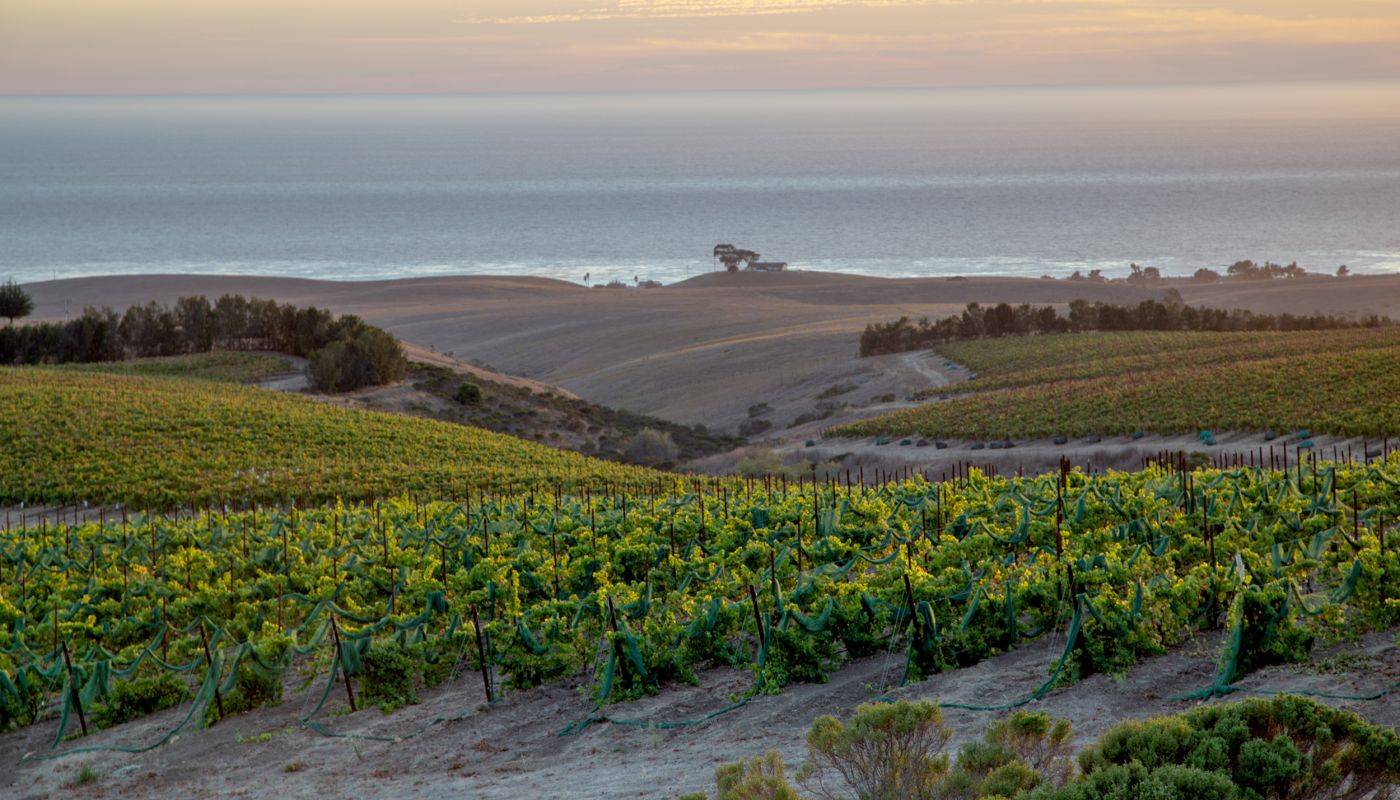 SLO Coast Derbyshire Vineyard