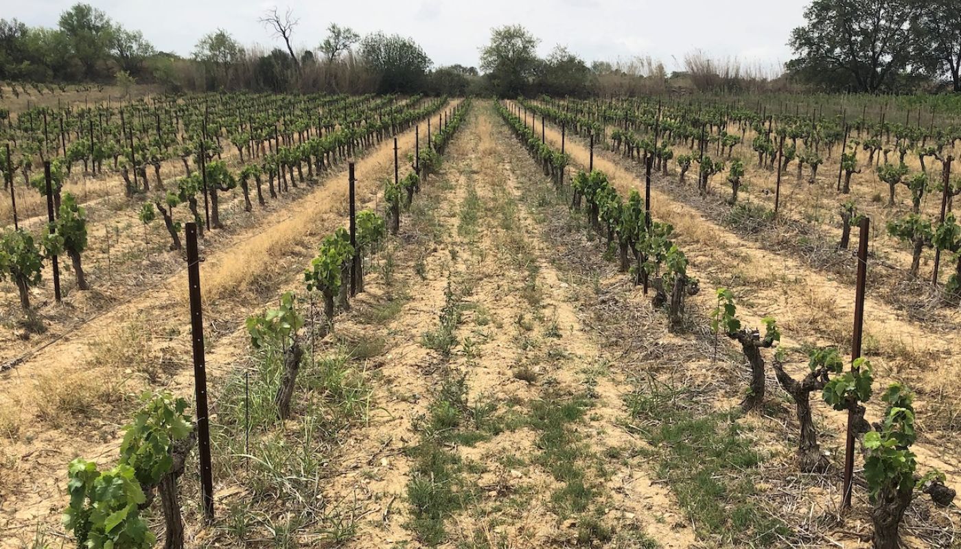 Treloar Mourvedre vines in Roussillon