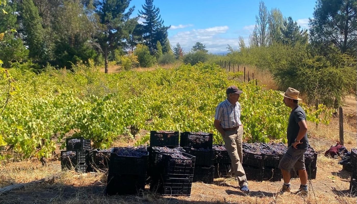 Les Erazo (right) speaking with a fourth-generation País farmer, harvest 2022