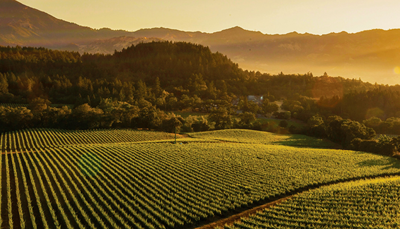 neat rows of vines at Grgich in Carneros, California