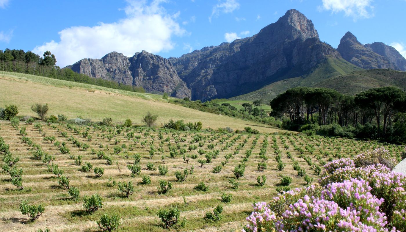 Die Ou Bosstok vines at L'Ormarins wine estate in Franschoek