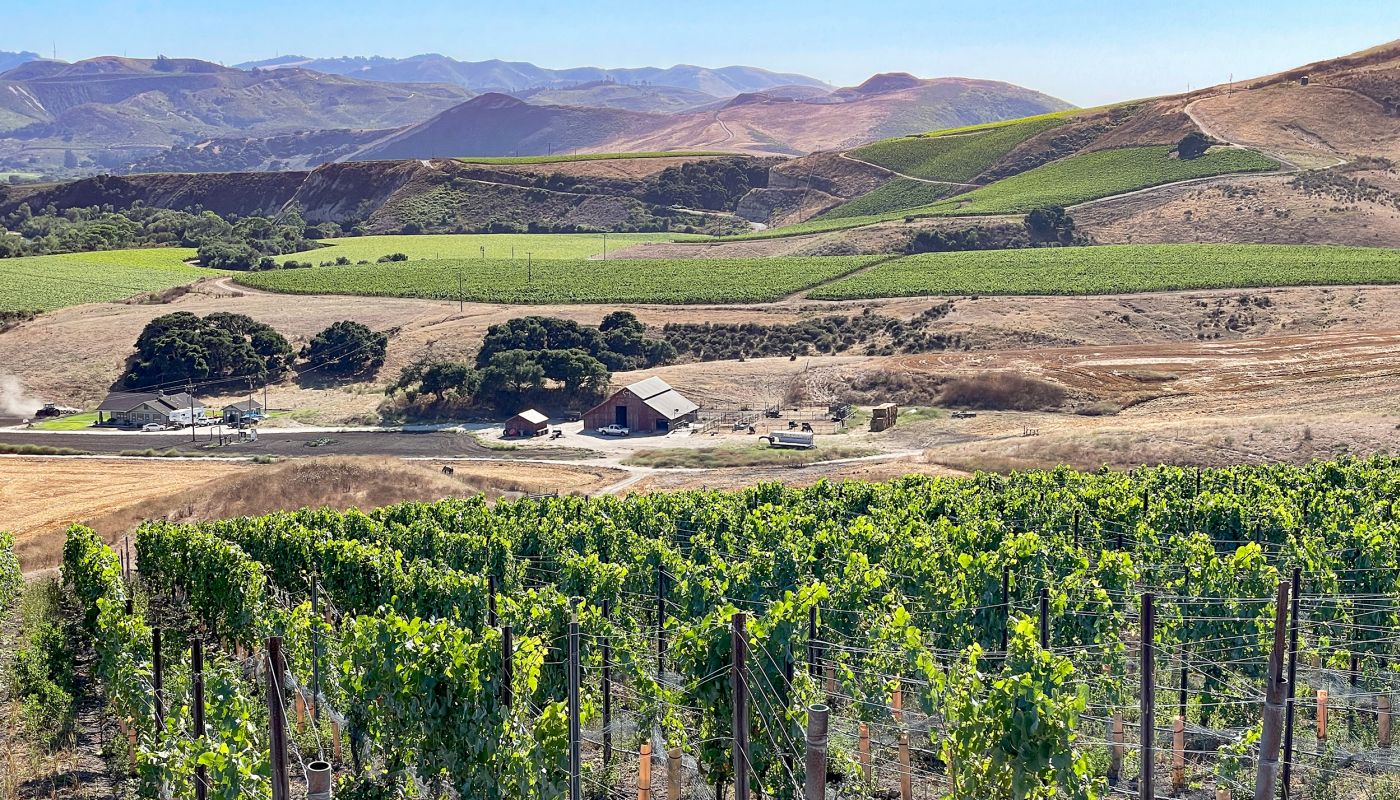 The Joy Fantastic vineyard Sta Rita Hills