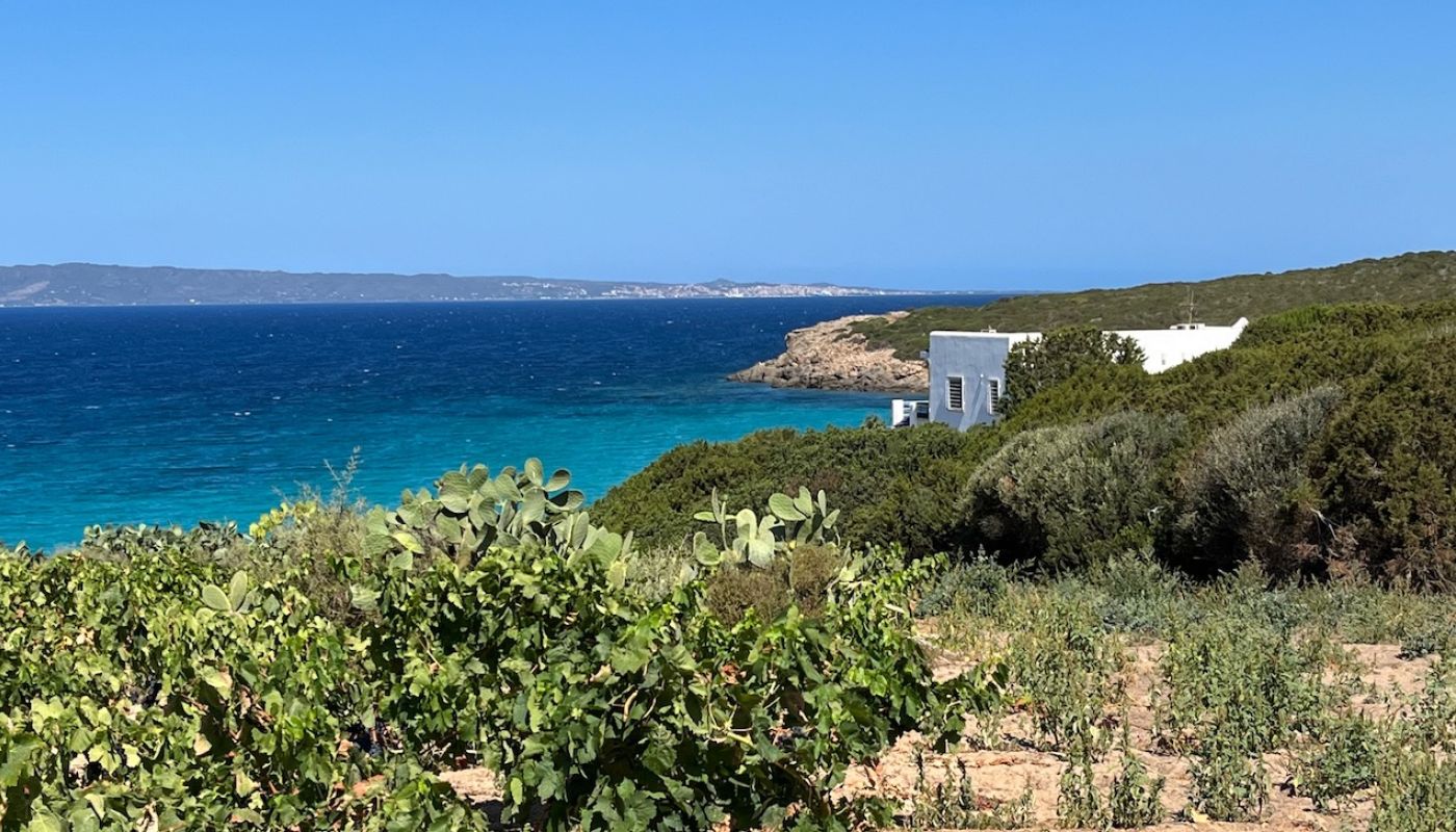 Carignano vines and sea