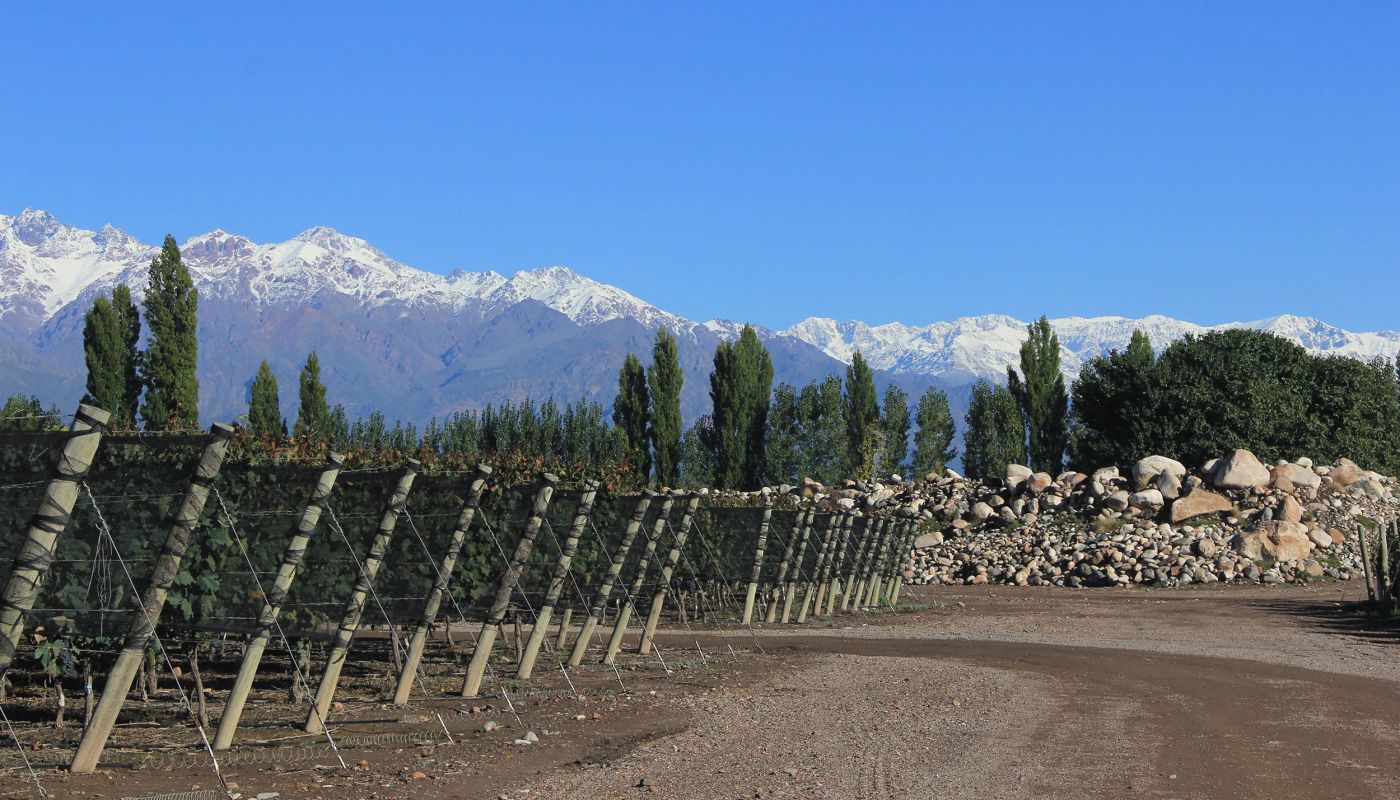 Zuccardi's Finca Canal Uco vineyard