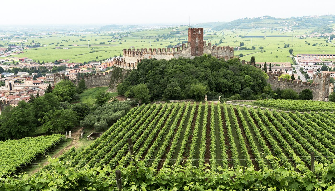 La Rocca vineyard