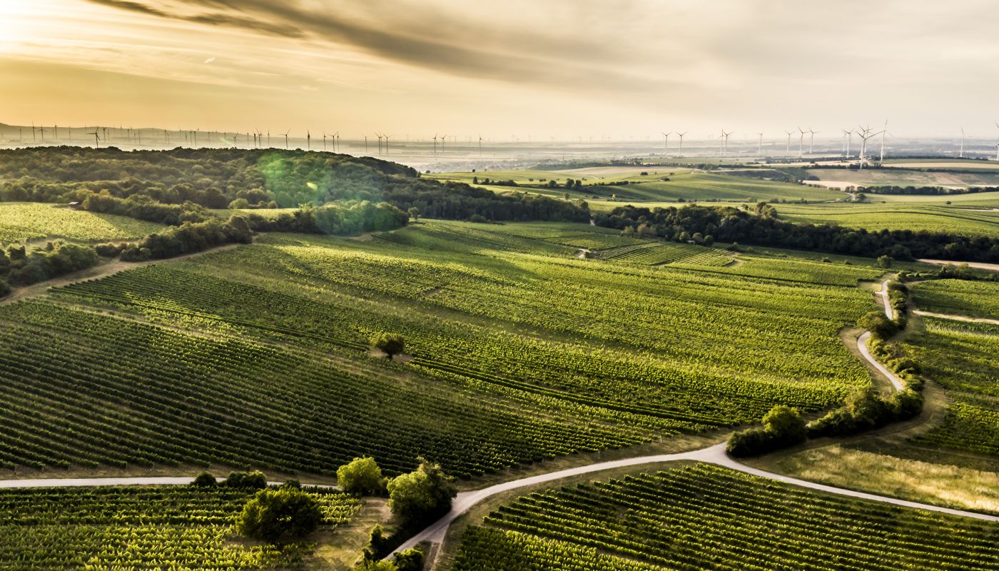 Rosenberg vineyard in Carnuntum