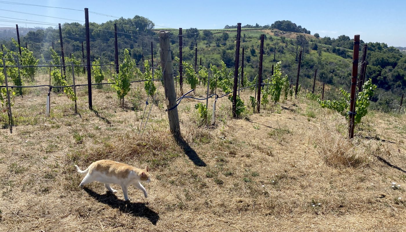 Acaibo vines and cat