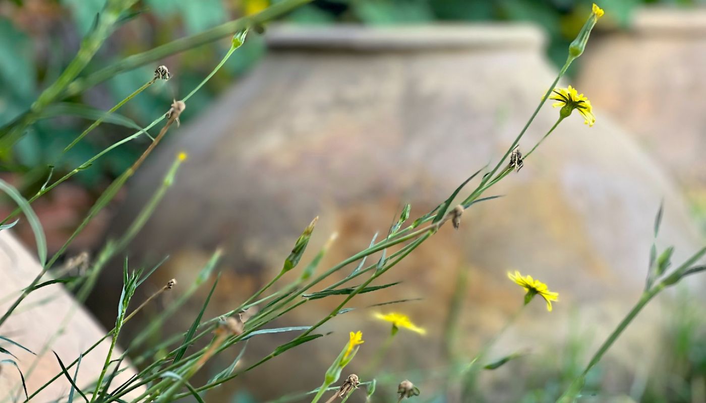 armenia-tushpa-karas-and-flowers