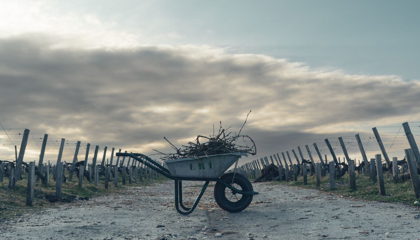 Duhart-Milon vineyard