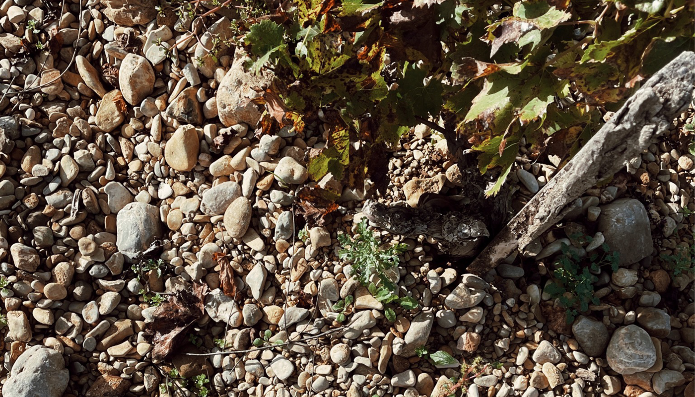 The stony soils at the base of the vines at Château Fonsalette