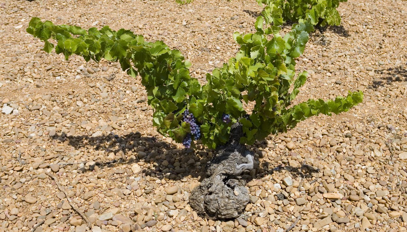 Old vine at Finca Museum in Cigales
