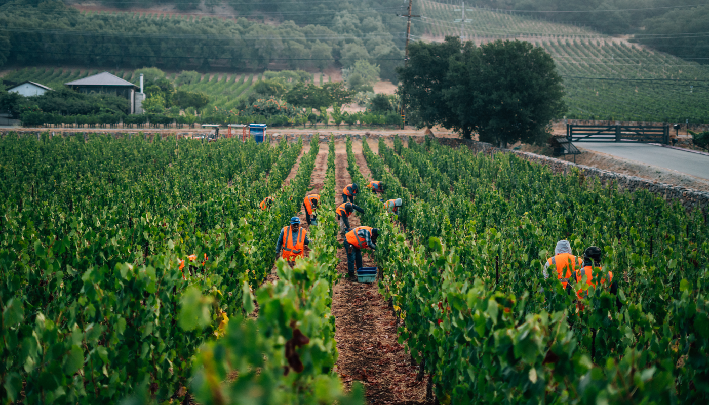 Harvesters in orange safety vests harvesting grapes at Rudd Estate