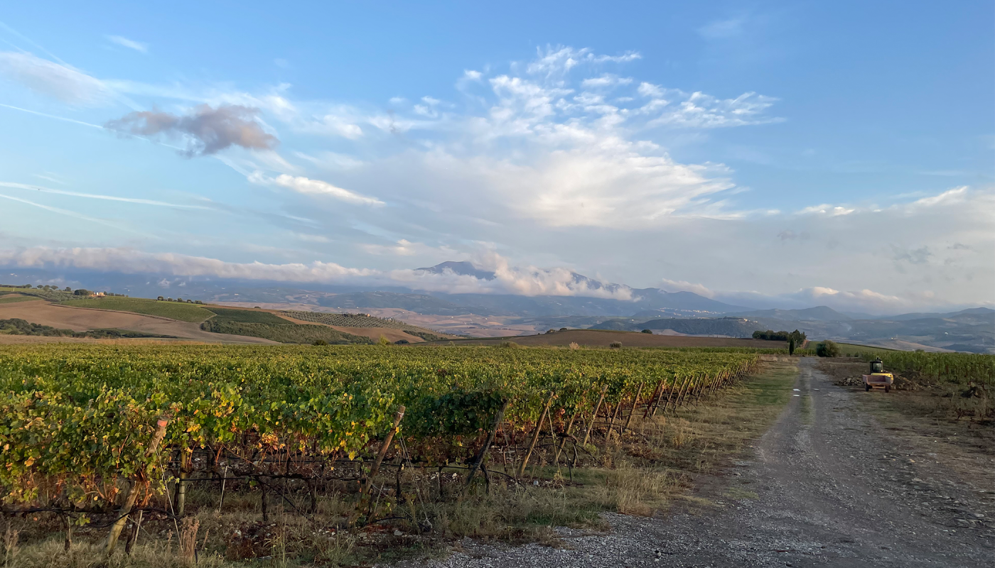Vineyards in Montalcino's south towards Monte Amiata