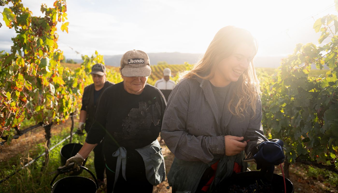 2023 harvest at Quinta do Ataíde