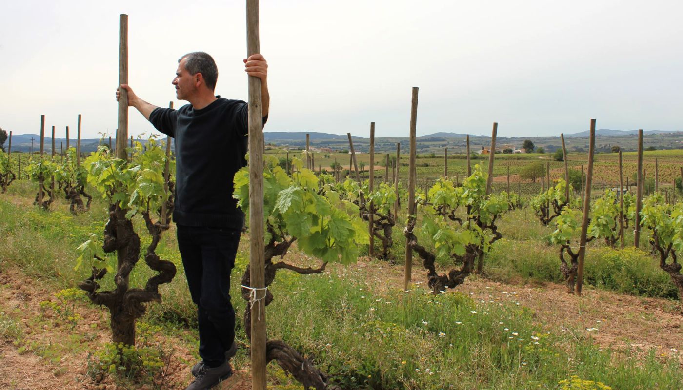 Ton Mata in Bufadors vineyard